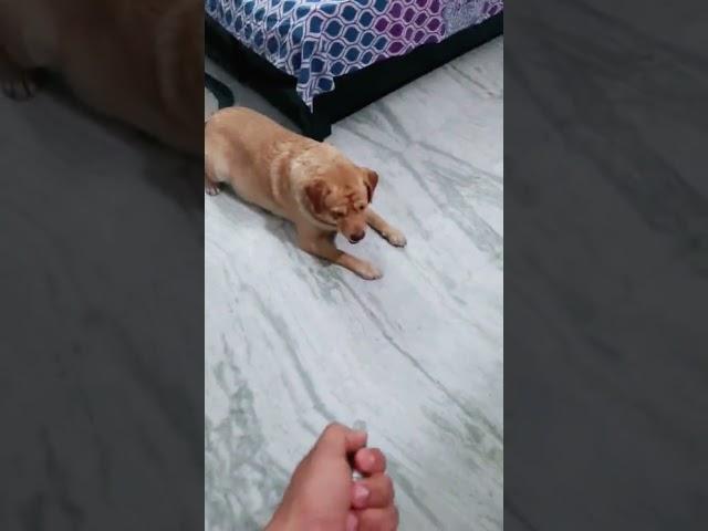 laser light vs dog | #shorts | comedy video