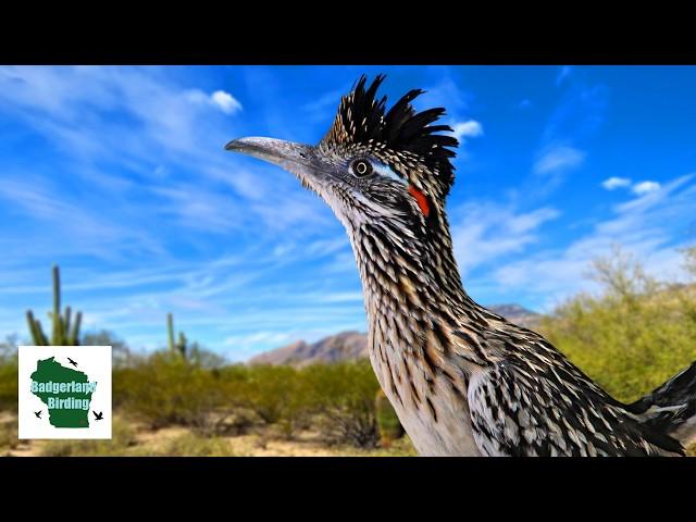 Greater Roadrunner Secrets EXPOSED!