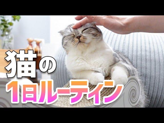 Cat's day routine.［Scottish Fold］