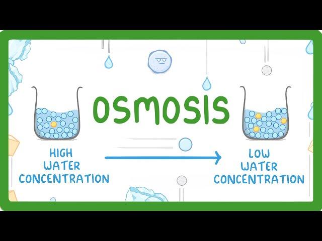 GCSE Biology - Osmosis