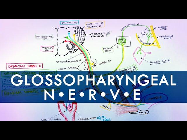 Glossopharyngeal Nerve | Cranial Nerve IX | Anatomy Tutorial