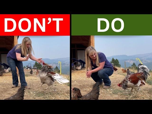 Chicken Etiquette: What YOUR CHICKENS want you to know!