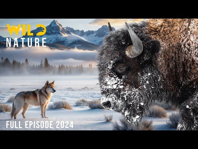 WILD YELLOWSTONE | Ruthless Predators and Majestic Wilderness | Nature animal documentary