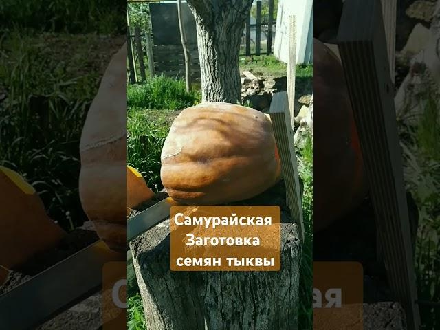 Тыквы дожившие до мая - достойны продолжить род! #дача #сад #тыква #семена #грядки #самурай #огород