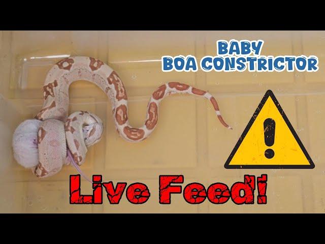 Baby Boa Constrictor | Live Feed | Eazy BlueThumb