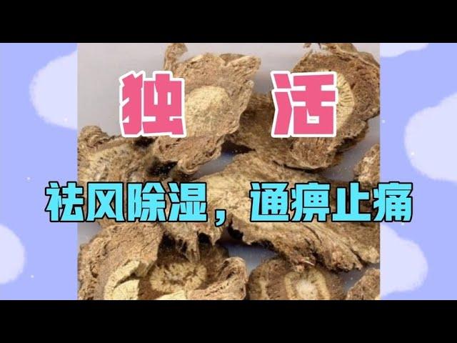 中医中药知识普及-独活，祛风除湿通痹止痛，用于风湿寒痹，腰膝疼痛，少阴伏风头痛