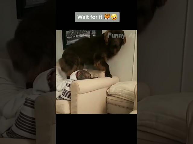 Part 321 _ Funny animals videos from TikTok! Try not to laugh! 