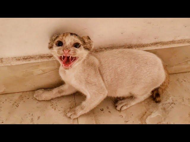 So Scary Rescue of Very Angry, Extra Hissy Kitten And Earns His Love