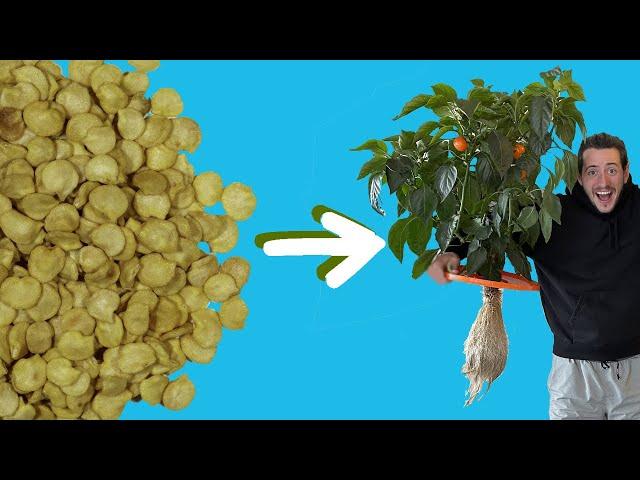 Hydroponic Peppers from Seed to Harvest with the Kratky Method