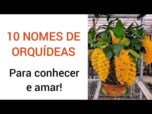 10 Nomes de Orquídeas(GUIA NA DESCRIÇÃO DO VIDEO)