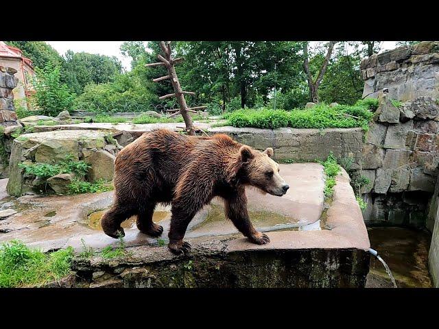 Прогулка по Калининградскому зоопарку, и по тихим улочкам города! ( 4 часть )