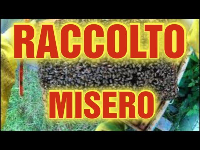 Apicoltura CD: Raccolto di acacia più basso di sempre! Mettiamo apiscampo e andiamo avanti!