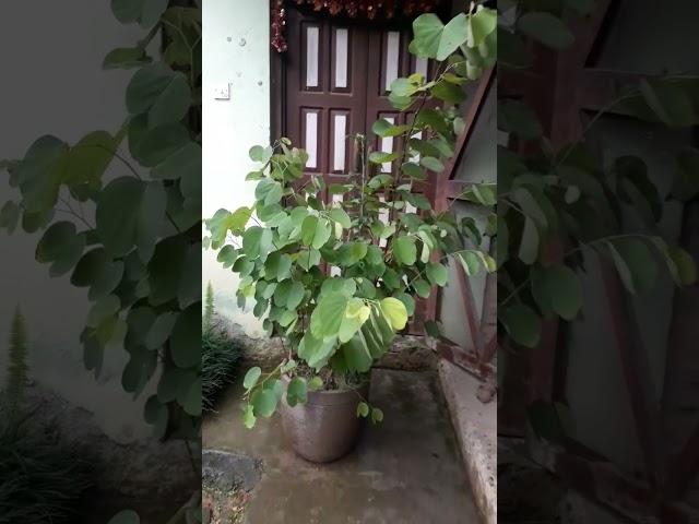 i love plants...