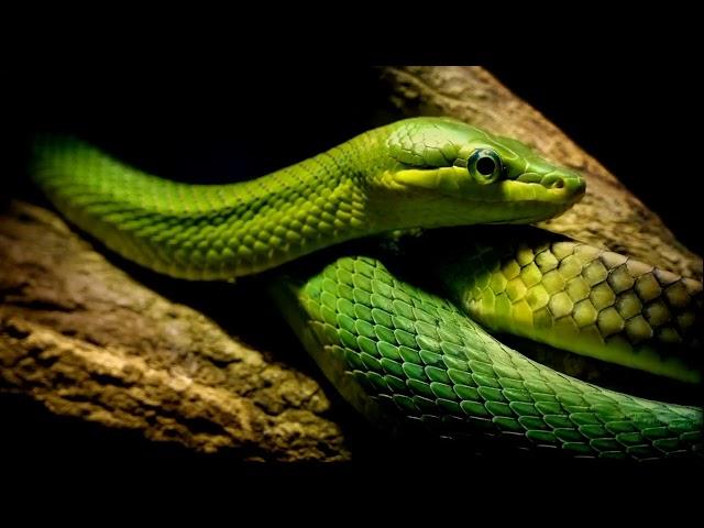 Green Snakes in the Wild || Wild Snake Short Video || Wild Animals 4k #wildlife #shorts