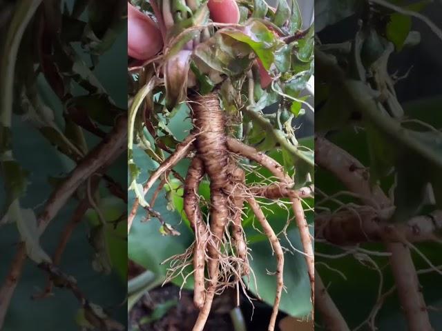 How we make dandelion root tea! #growyourownfood #foraging #wildfood