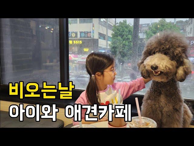 비오는날 애견카페 가보기 (성남 멍브로 강아지 & 고양이 카페 추천)