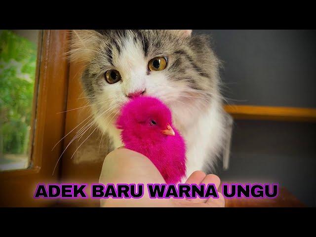 KUCING VS ANAK AYAM