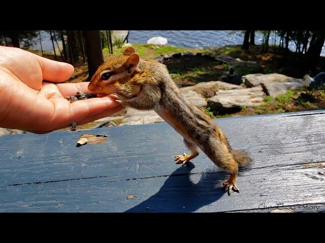 The whole story of Chucky: My first wild chipmunk friend.