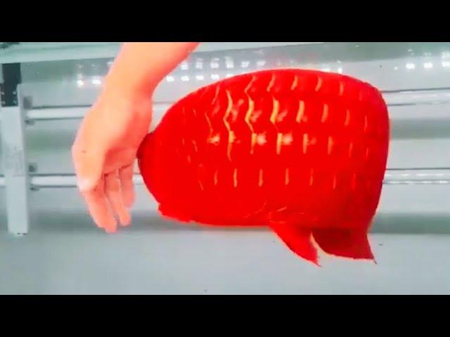 Most Beautiful Super Red Arowana | Rare Arowana In The World