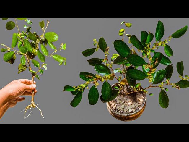 how to propagate jujube tree from cutting