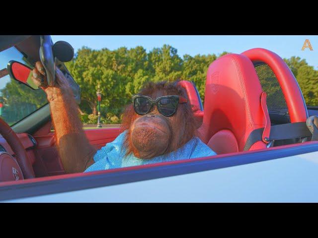 Animalia - Orangutan Rambo enjoys her cool ride