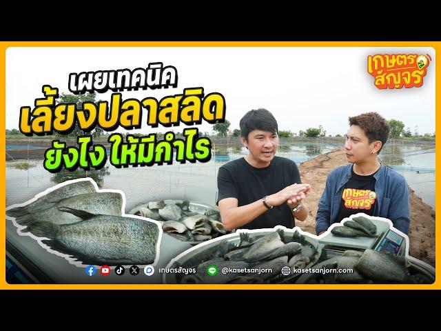 เผยเทคนิคเลี้ยงปลาสลิดอย่างไรให้มีกำไร | เกษตรสัญจร