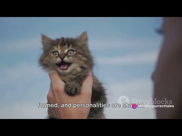 Tiny Whiskers, Big Changes: Witnessing the Miracle of Kitten Growth