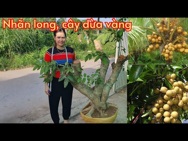 Cây nhãn long-khế chua- dừa vàng- chào bán 10/6Kim chi 0788.753.876