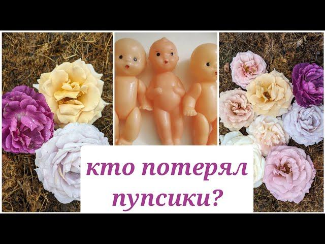 РОЗЫ "УТОПЛЕННИЦЫ". СОРТА И ЦВЕТЕНИЕ. Мокароза, Хани Дижон, Коко Локо и другие.. 26 августа 2022 г.