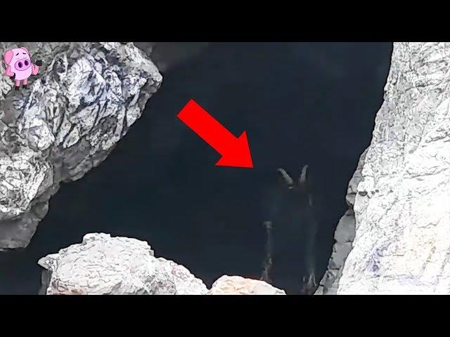 10 Mysterious Creatures Caught on Camera