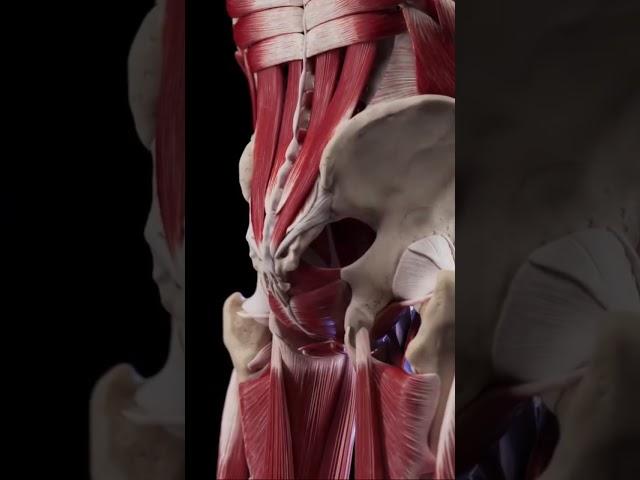MÚSCULOS DO QUADRIL - Anatomia #002