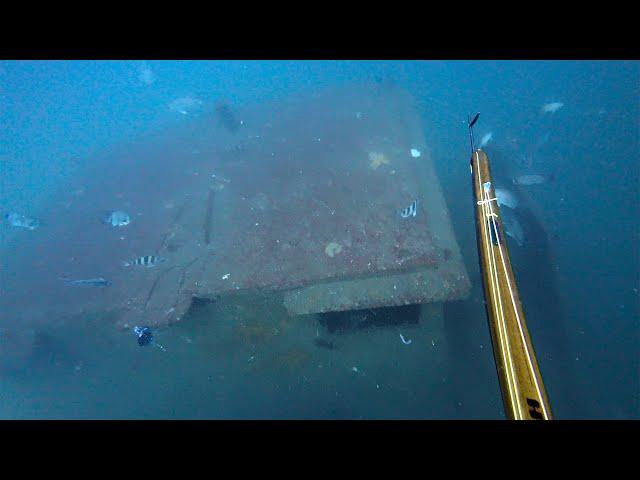 Spearfishing SHIPWRECK with NEW TROLLING MOTOR on the PANGA!