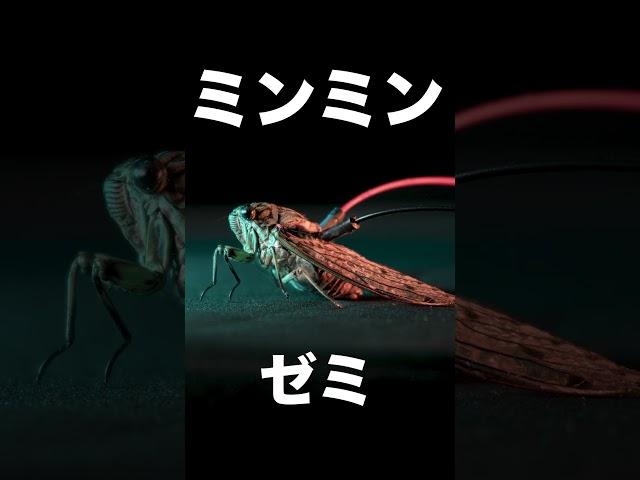 【 #メガロバニア 】#セミ で #弾いてみた