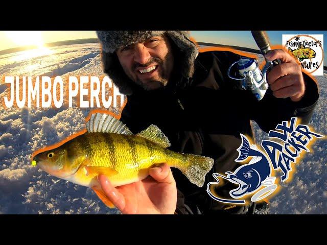 How To Catch Jumbo Perch Ice Fishing DEAD STICK with JAW JACKER