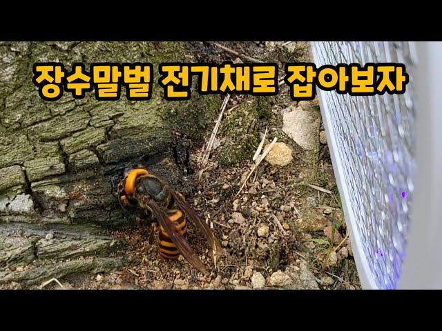 장수말벌 여왕님 전기채로 잡을수 있는지 보겠습니다