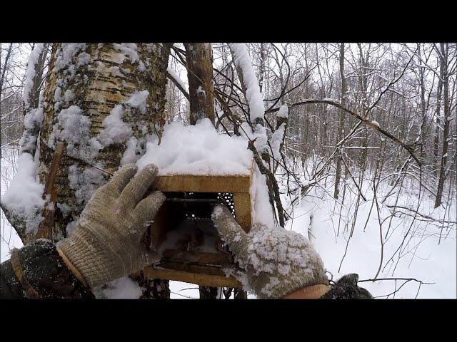 Охота на куницу. Проверка прыгающих капканов (Будни охотника и рыбака)