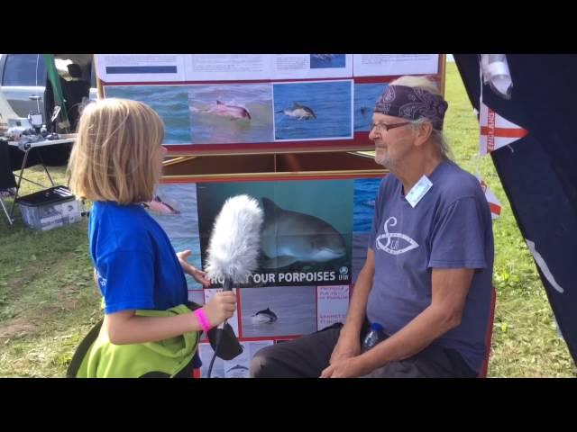 Dolphins and porpoises in North Devon