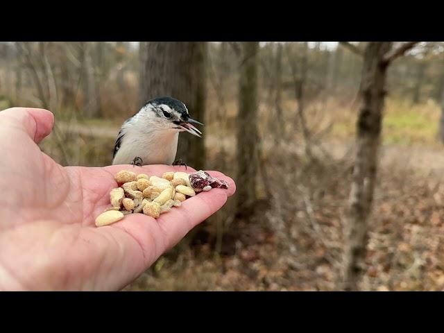 Hand-feeding Birds in Slow Mo - Black-capped Chickadee, Downy Woodpecker, White-breasted Nuthatch