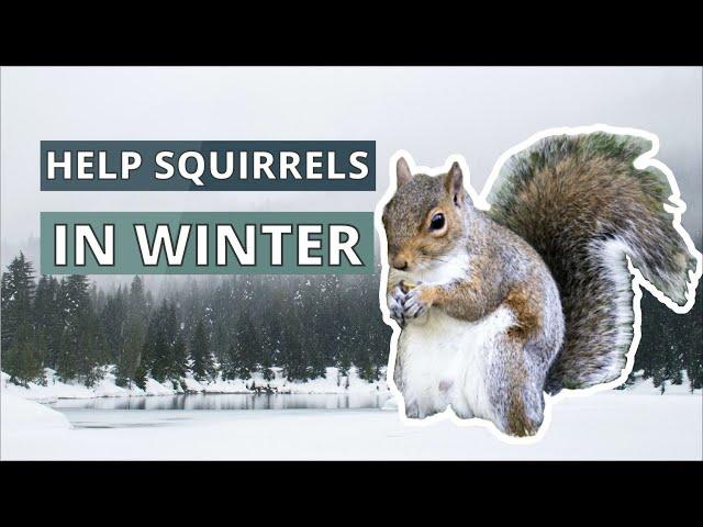 How To Help Squirrels This Winter
