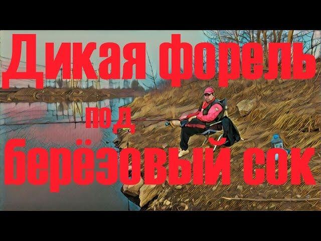 Первая весенняя рыбалка в разлив! Форель на удочку.  Березовый сок