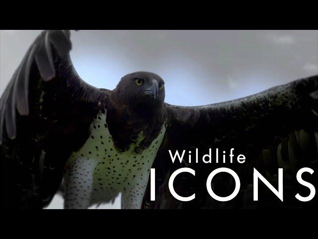 Герои дикой природы / Wildlife Icons-01  Жизнь саванны