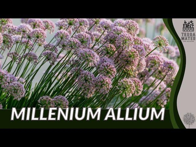 Celebrating The Beauty Of MILLENIUM ALLIUM | Perennial Garden Delight!