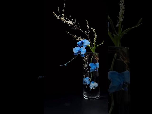 Orchid  is elegance, nobility, patriotism and perseverance. He is the Gentleman of Flowers.