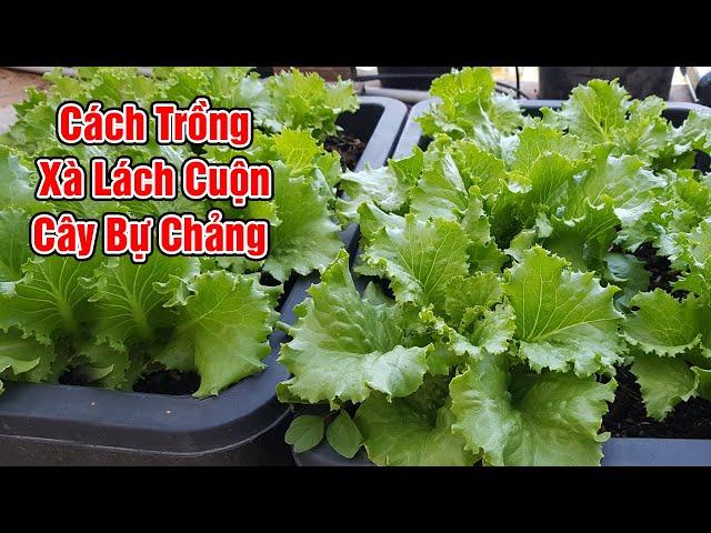 Cách trồng xà lách cuộn cây bự chảng.