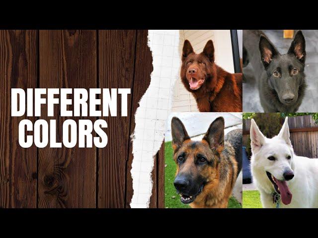 Different German Shepherd Colors