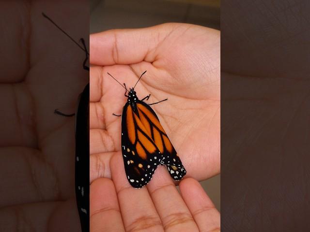 The butterfly is out of the cocoon  #butterfly #nature #colors #insects #winged #butterflywings