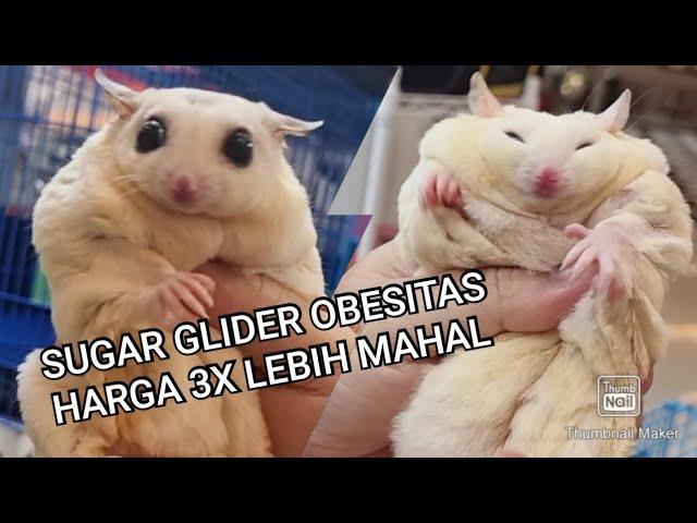 Sugar Glider Obesitas Harga 3 Kali Lebih Mahal