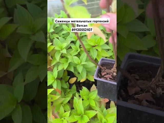 Саженцы почтой. #гортензия #растения #цветы #garden