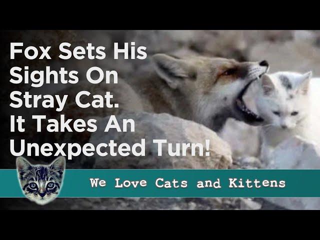 Fox Sets His Sights On A Stray Cat But Things Are Not What They Seem!