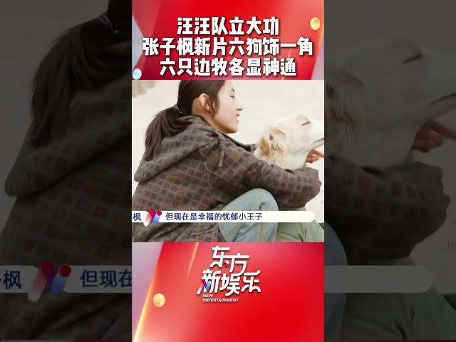 #张子枫 新#电影我会好好的 中的流浪狗小意原来是由6只边牧共同饰演，每只狗狗都根据自己的性格分别饰演影片中不同的片段，有的配合情绪，有的是动作戏担当，快去电影院解锁狗狗们的精彩演技吧！